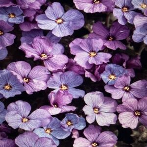 Welcome to Lolly Land